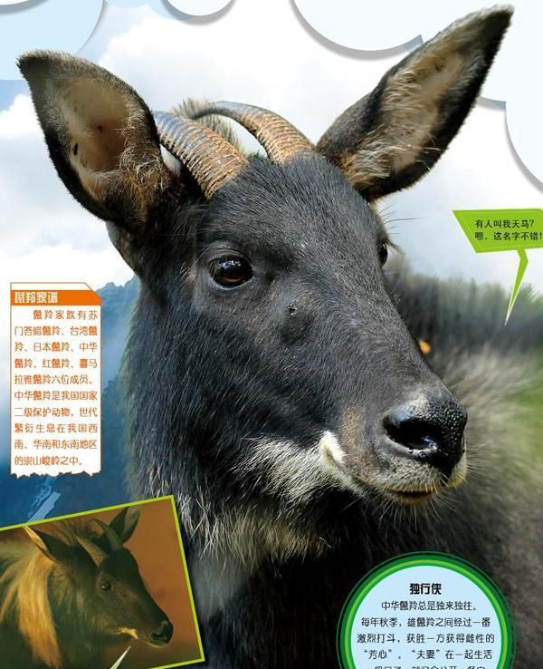 甘肃小区内发现一只“神兽”，头像羊、角像鹿，长得有点像麒麟？
